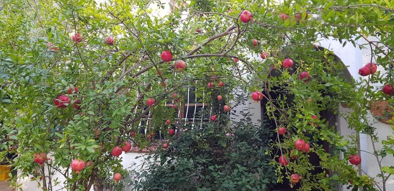 Il Giardino Di Frafa Apartment Quartu Sant'Elena Luaran gambar
